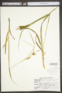 Carex scabrata image