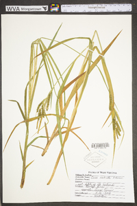 Carex scabrata image