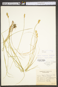 Carex scoparia var. scoparia image