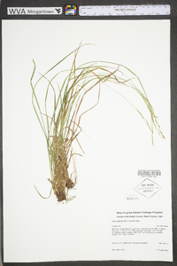 Carex aestivalis image