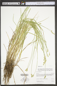 Carex cristatella image