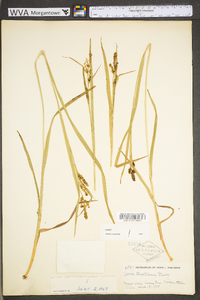 Carex shortiana image