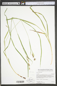 Carex shortiana image