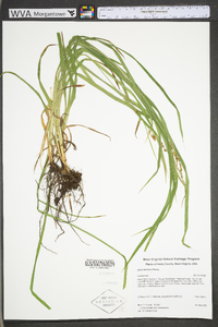 Carex shortiana image