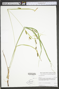 Carex shortiana image