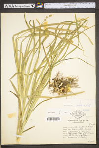 Carex sparganioides image