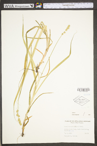 Carex sparganioides image