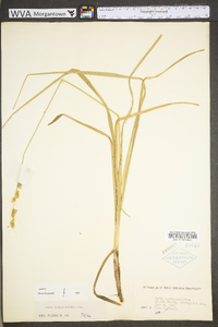 Carex sparganioides image