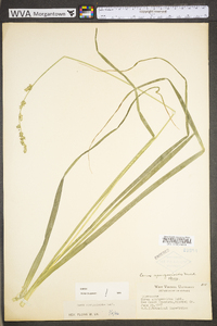 Carex sparganioides image