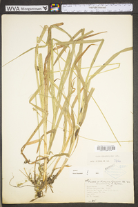 Carex sparganioides image