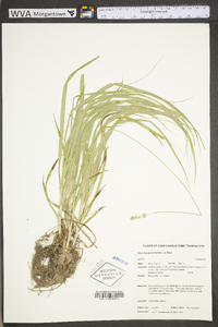 Carex sparganioides image