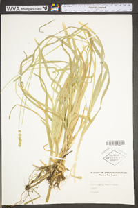 Carex sparganioides image