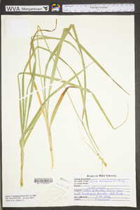 Carex sparganioides image