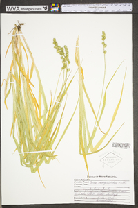 Carex sparganioides image