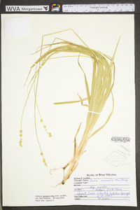 Carex sparganioides image