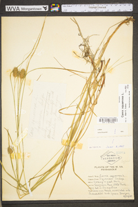 Carex squarrosa image