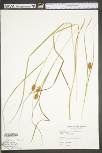 Carex squarrosa image