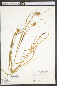 Carex squarrosa image