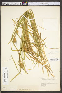 Carex squarrosa image