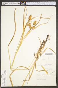 Carex squarrosa image