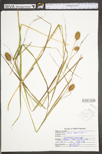 Carex squarrosa image