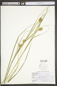 Carex squarrosa image