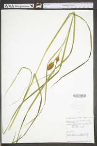 Carex squarrosa image