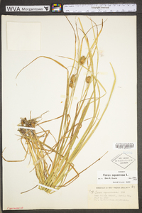 Carex squarrosa image