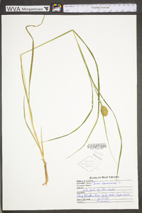 Carex squarrosa image