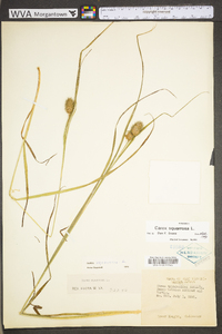 Carex squarrosa image