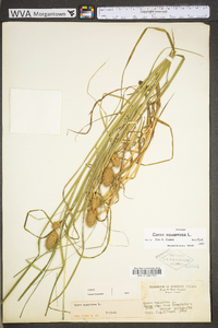 Carex squarrosa image