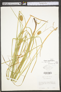 Carex squarrosa image