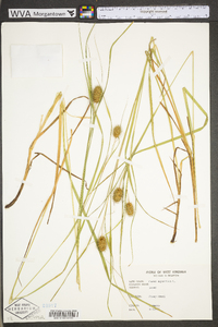 Carex squarrosa image