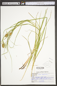 Carex squarrosa image