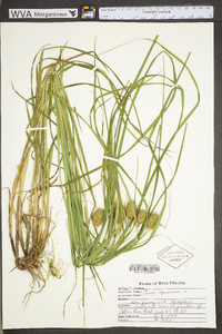 Carex squarrosa image