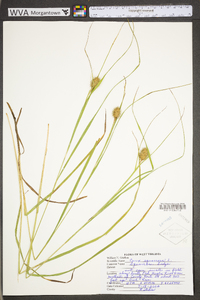 Carex squarrosa image