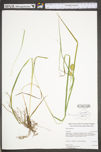 Carex squarrosa image