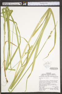 Carex stipata var. stipata image