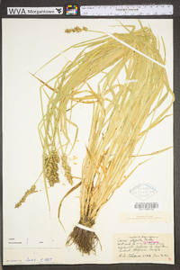 Carex stipata var. stipata image