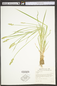 Carex stipata var. stipata image