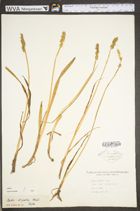 Carex stipata var. stipata image