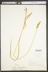 Carex stipata var. stipata image