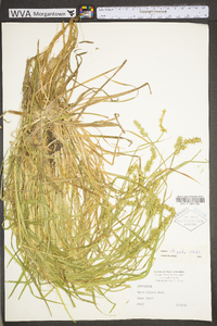 Carex stipata var. stipata image