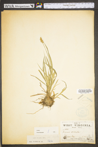 Carex stipata var. stipata image