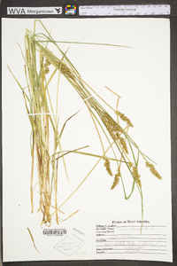 Carex stipata var. stipata image