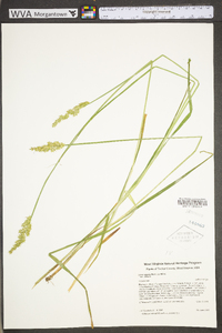 Carex stipata var. stipata image