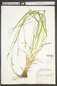 Carex stipata var. stipata image