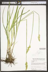 Carex stipata var. stipata image