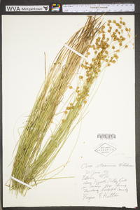 Carex straminea image