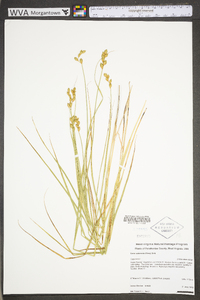 Carex suberecta image